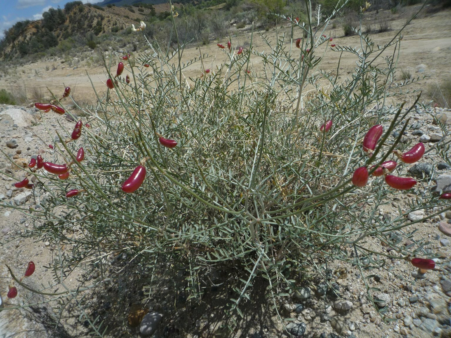 High Resolution Astragalus pachypus Plant